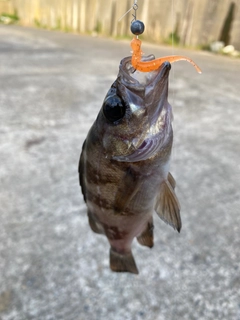 シロメバルの釣果