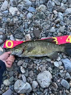 スモールマウスバスの釣果