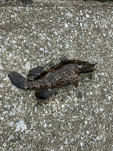 オオモンハタの釣果