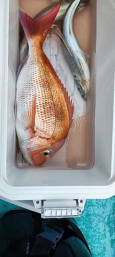 タイの釣果