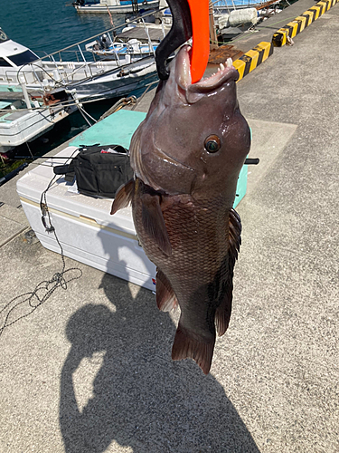 カンダイの釣果