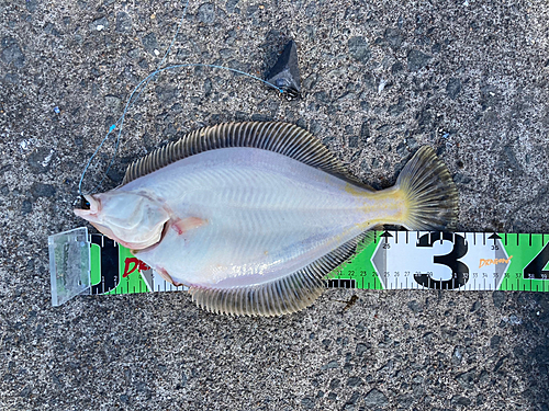 カレイの釣果