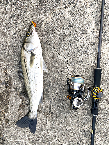 シーバスの釣果