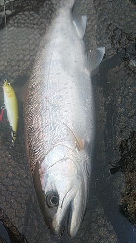 アマゴの釣果