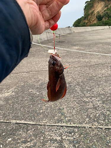 ドンコの釣果