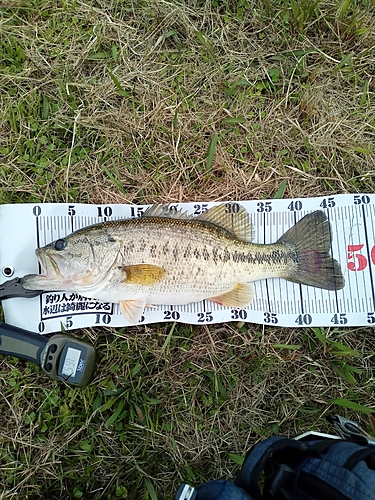 ブラックバスの釣果