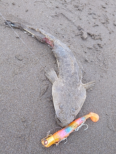 マゴチの釣果