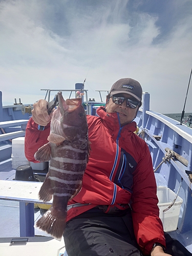 マハタの釣果