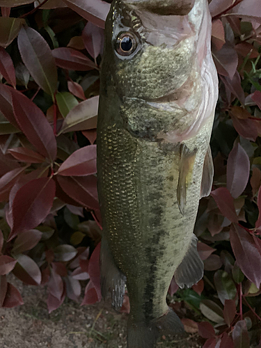 ラージマウスバスの釣果