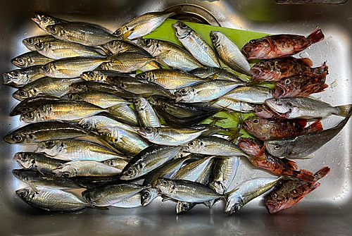 アジの釣果