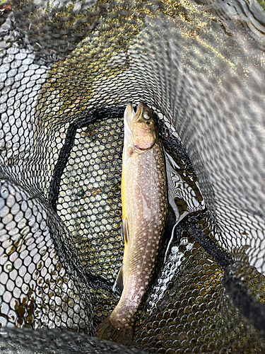 イワナの釣果