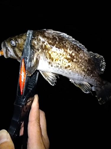 クロソイの釣果