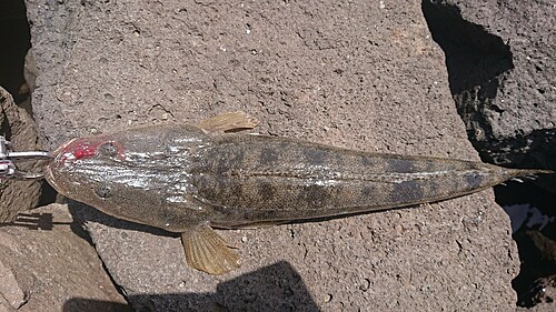 マゴチの釣果