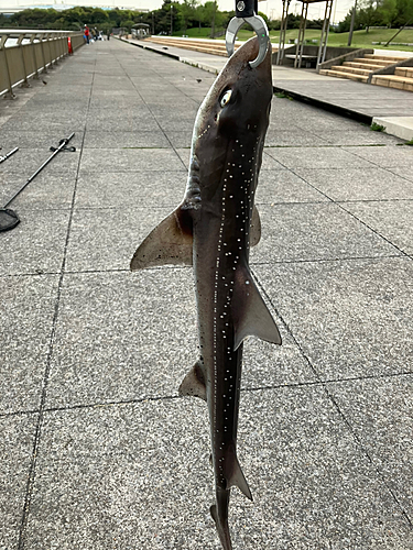 ホシザメの釣果