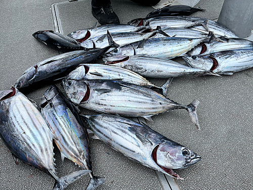 カツオの釣果