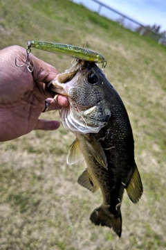 ラージマウスバスの釣果