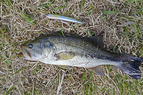 ラージマウスバスの釣果