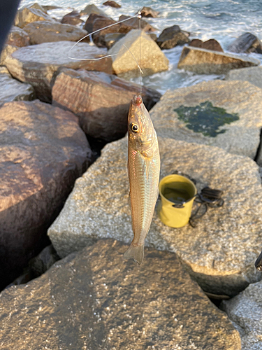 シロギスの釣果