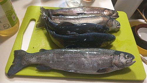 ニジマスの釣果