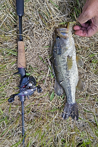 ラージマウスバスの釣果