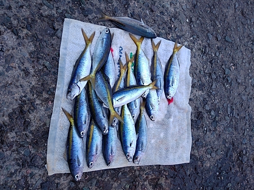 タカベの釣果