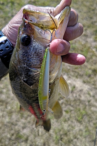 ラージマウスバスの釣果