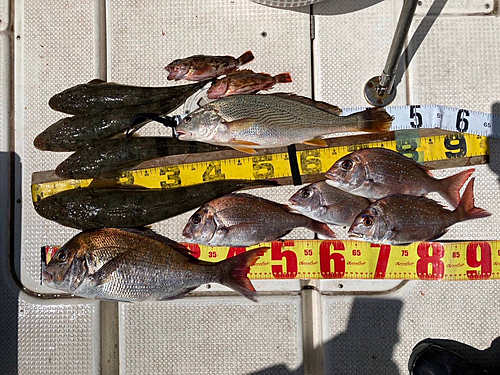 タイの釣果