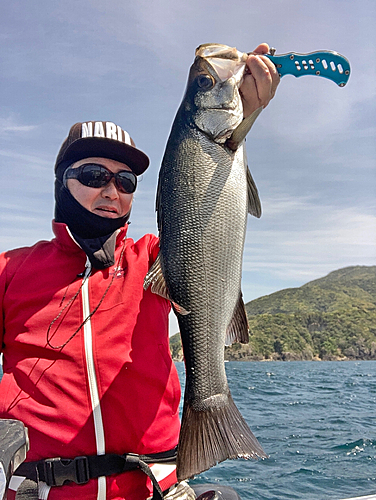 ヒラスズキの釣果