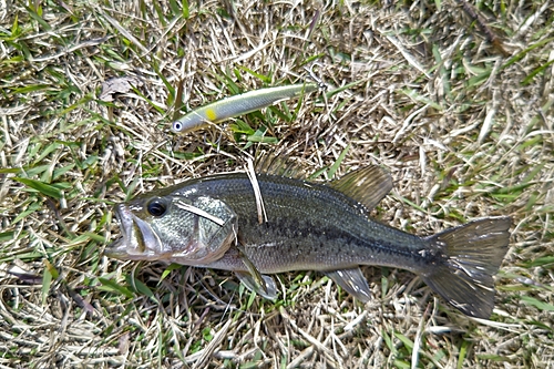 ラージマウスバスの釣果