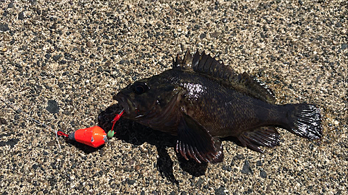 ムラソイの釣果