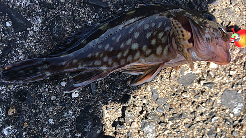 カサゴの釣果