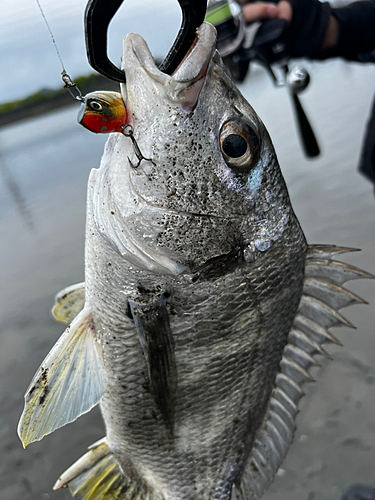 キビレの釣果