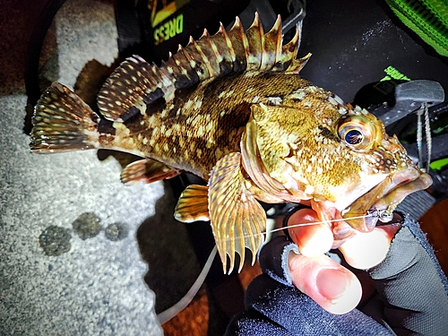 カサゴの釣果