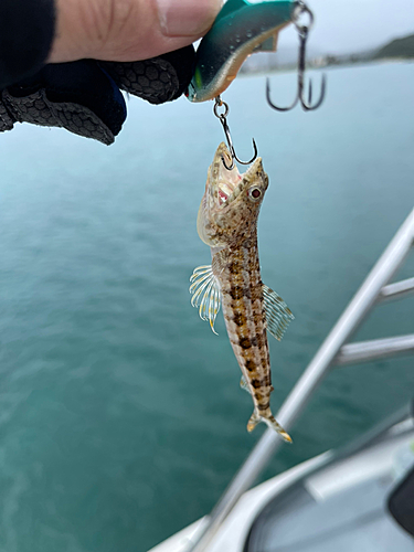 釣果