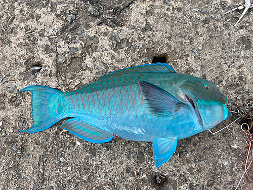 ブダイの釣果