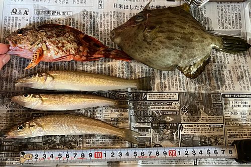 キスの釣果