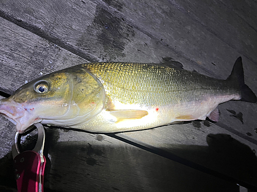 ウグイの釣果