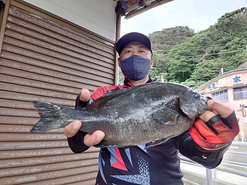 メジナの釣果