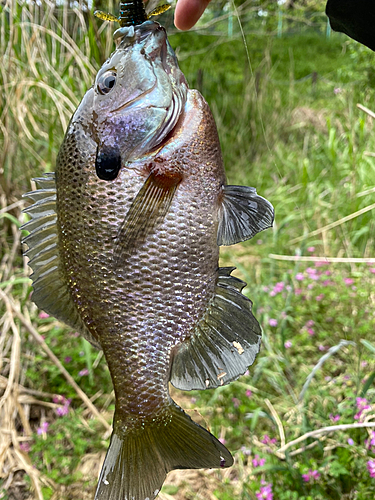 ブルーギルの釣果