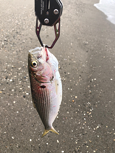 コノシロの釣果