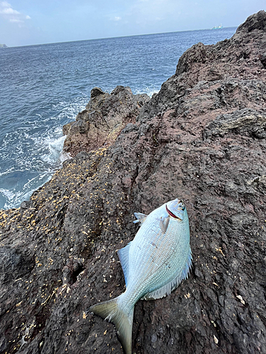 イスズミの釣果