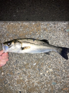 セイゴ（マルスズキ）の釣果