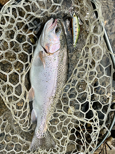 ニジマスの釣果