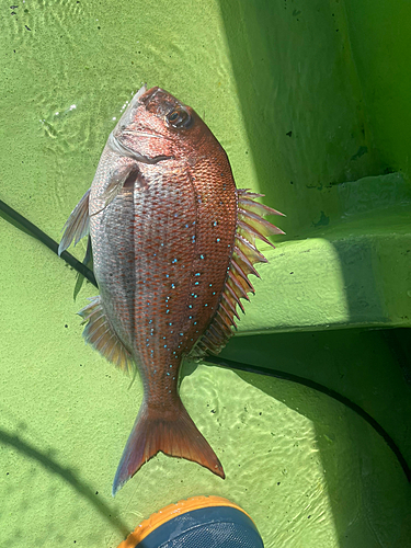 マダイの釣果