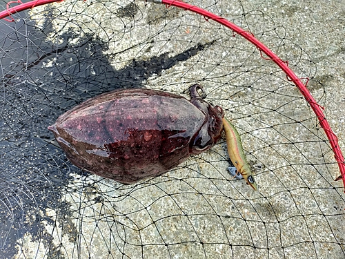 コウイカの釣果