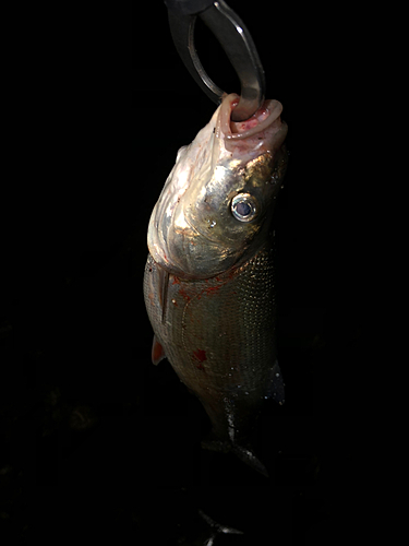 マルタウグイの釣果