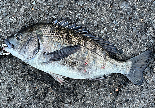 クロダイの釣果