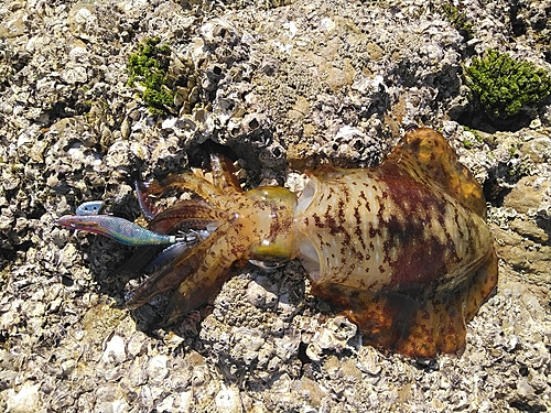 アオリイカの釣果