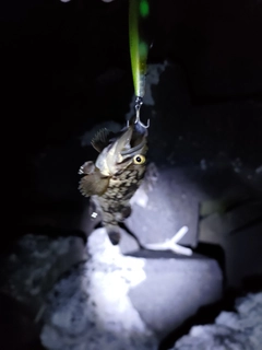 クロソイの釣果