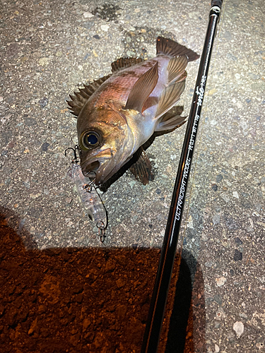 メバルの釣果